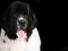newfies003