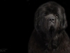 newfies007