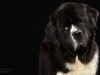 Newf005