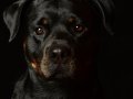 Northrup013