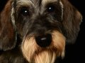 Oliver001