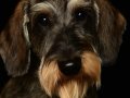 Oliver003