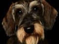 Oliver004