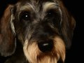 Oliver005