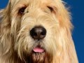 Otter-Hound002