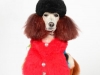 paintedpoodles005