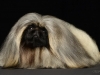 Pekingese001