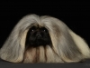 Pekingese002