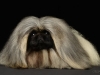 Pekingese003