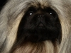 Pekingese004