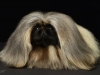 Pekingese005