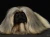 Pekingese006