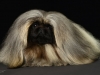 Pekingese007