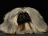 Pekingese008