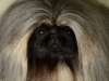 Pekingese009