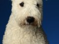 Pumi001