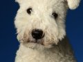 Pumi002