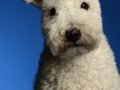 Pumi003