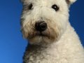 Pumi004