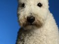Pumi005