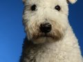 Pumi006