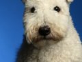 Pumi007