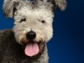 Pumi008