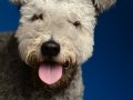 Pumi009