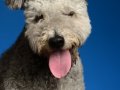 Pumi010