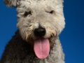 Pumi011