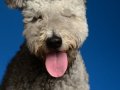 Pumi012