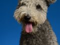 Pumi013
