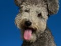 Pumi014