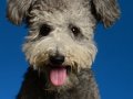 Pumi015