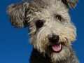 Pumi016