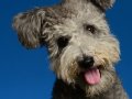 Pumi017