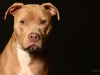 PitBull004