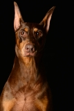Pitts016