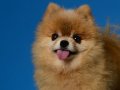 Poms001