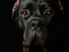 CaneCorso001