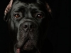 CaneCorso002