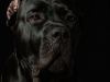 CaneCorso003