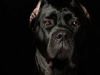 CaneCorso004