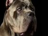 CaneCorso005