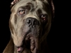 CaneCorso006