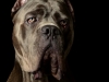 CaneCorso007