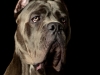 CaneCorso008