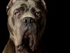 CaneCorso009