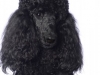 poodles003