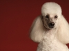 Poodle 001